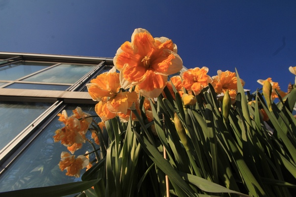 Fruehling   023.jpg